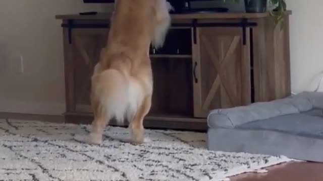 golden retriever watches and his enjoying tv friend