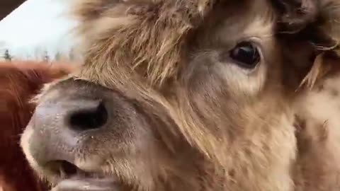 Fluffy cow