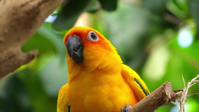 Beautiful parrots in jungle, animals, birds, nature, parrots, beautiful, wildlife, #shorts