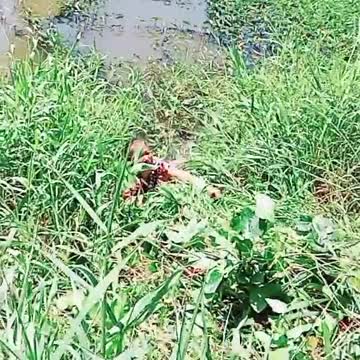 Harvesting Cassava So Funny