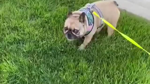 cute and funny dog videos