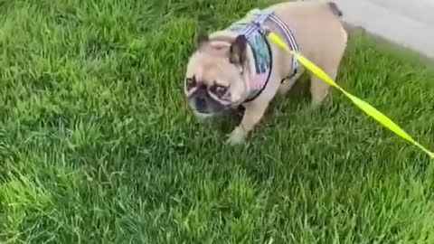 cute and funny dog videos