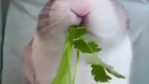 Cute Bunny