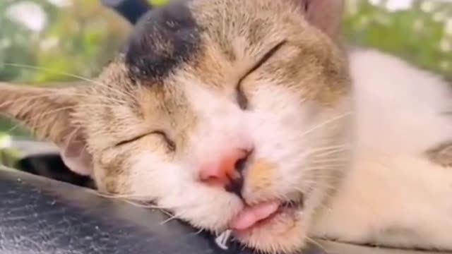 How many times have you seen cats embarrassed? Come on, let's see