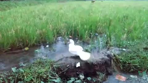WhiteDuck Washing Own face