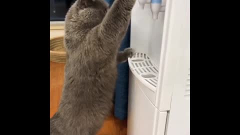 Cat drinking water from tap