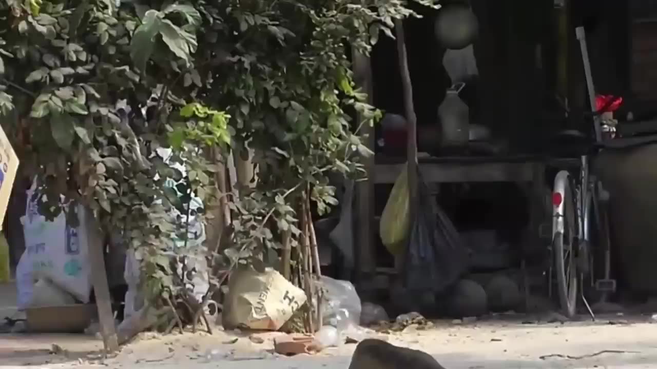 Funny Animals Videos 😂 Funniest Cats and dogs 😹🐶
