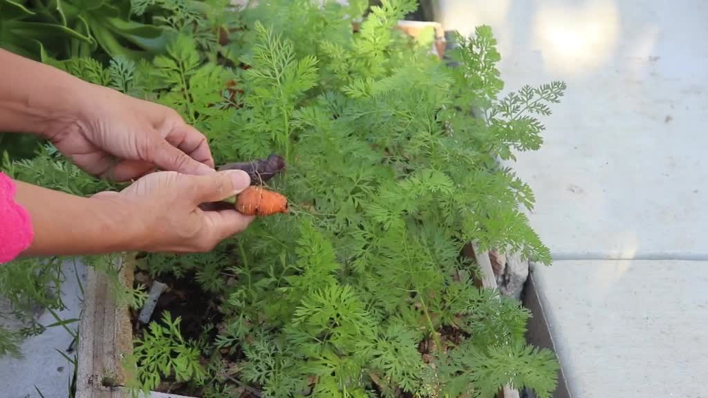 Fall garden salad