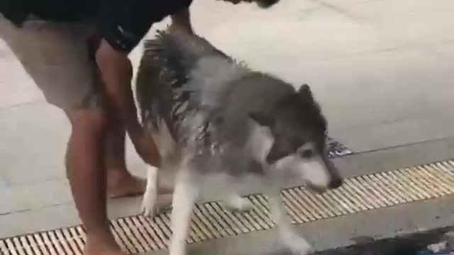 Husky Nervous About First Swimming Class