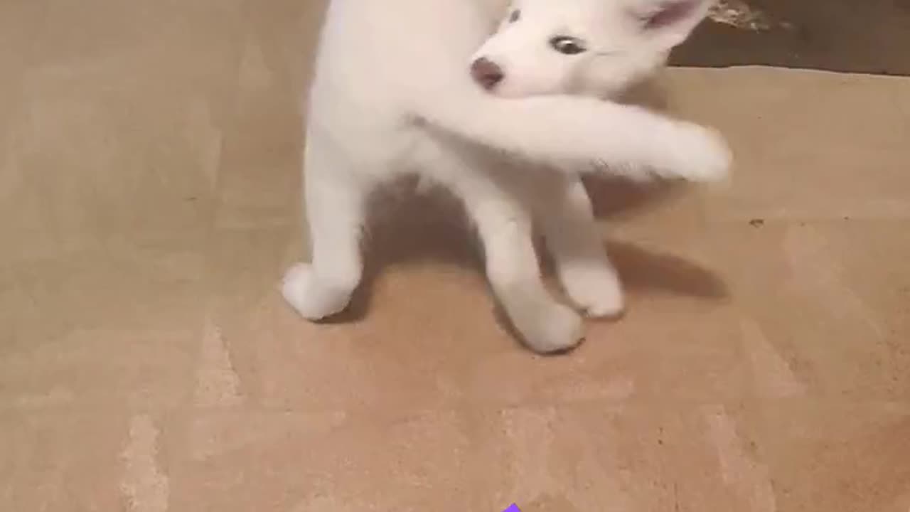 Perrito husky ❄️ se VOLVIÓ LOCO 😝 mordiendo su cola