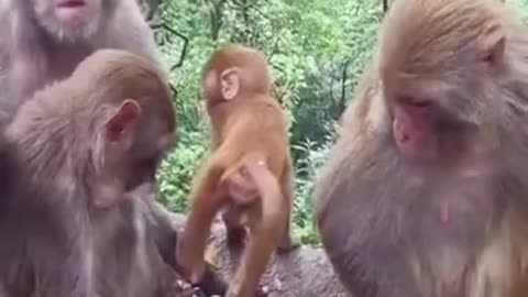fluffy kitten trimming her fur, little cute monkeys #shorts