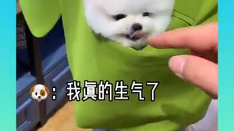 Cute and funny dog