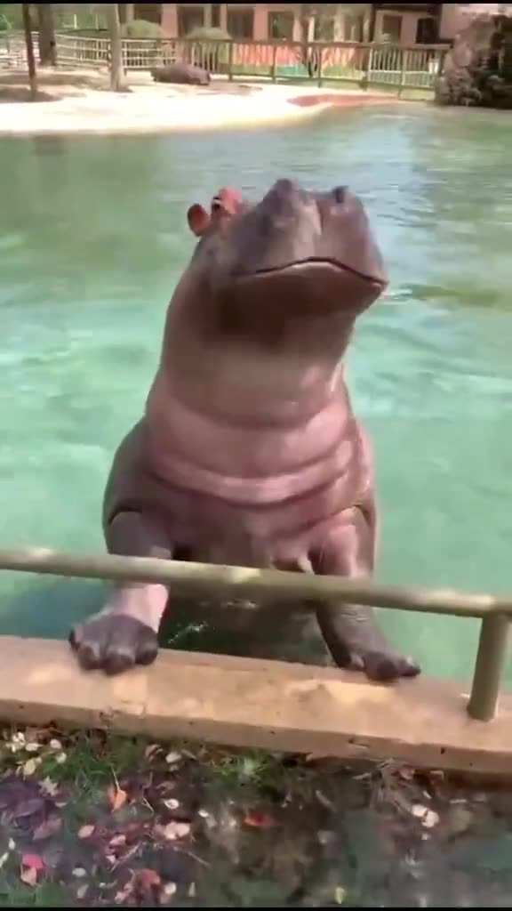 Hippo Shows Off Fancy Dive