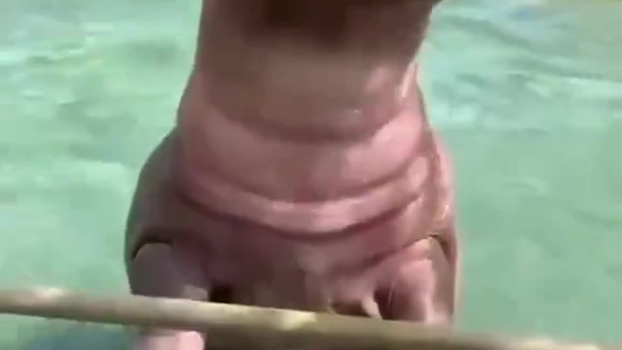 Hippo Shows Off Fancy Dive