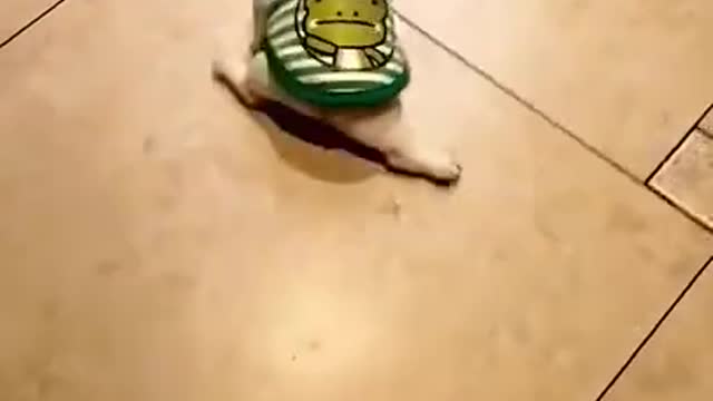 A dog moves like a tortoise. See how a dog walks like a tortoise.this video will surprise you