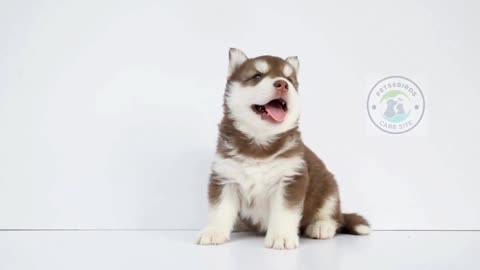 Bringing Home a Puppy | Things You Should NEVER Do To A Siberian Husky