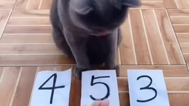 Very Smart Cat | Intelligent Cat Listens to Owner