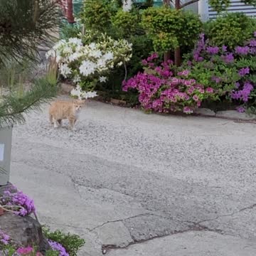 A cat that is still too young