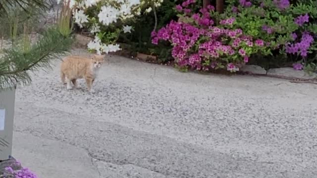 A cat that is still too young