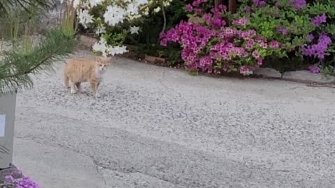 A cat that is still too young