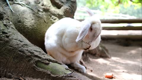 A Rabbit In A Farm Grooming Its Fluffy Hairs