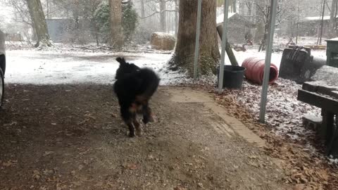 Silly Berner Loves Snow But Really Wants To Go For A Ride