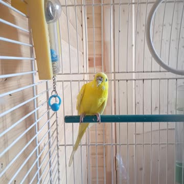 The parrot is filmed in a video