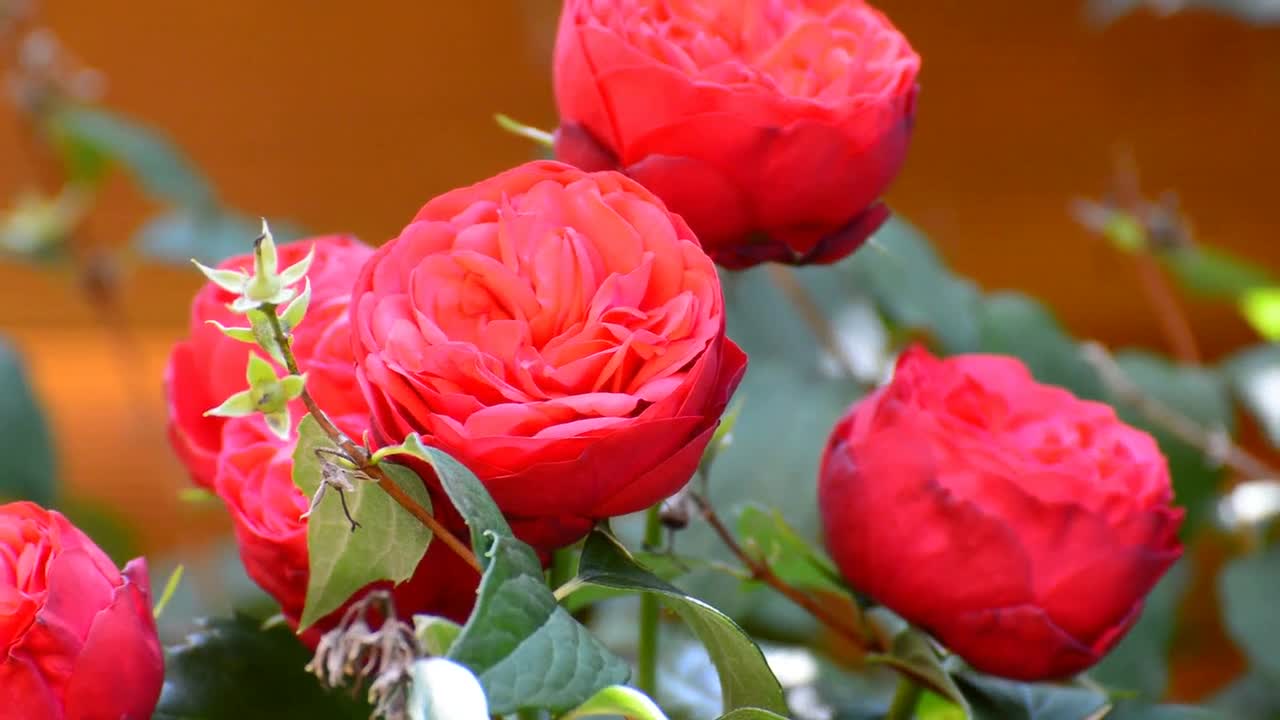 Red flower roses