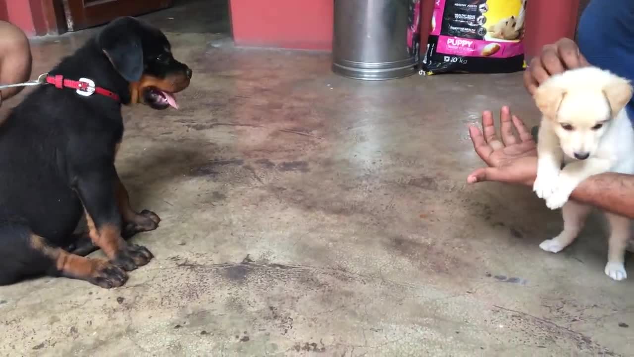 Puppy fight|| cute puppy😍😍