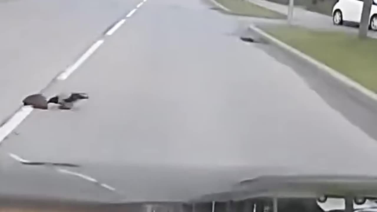 Driver slows down to watch as magpie helps scared hedgehog cross the road