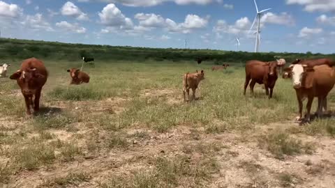 2466: 130- Beefmaster X Santa Gertrudis pair.