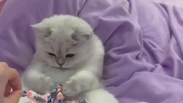 Funny Cute Cat-hey you don't touch my candys