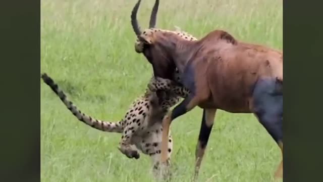 hilarious animal fight