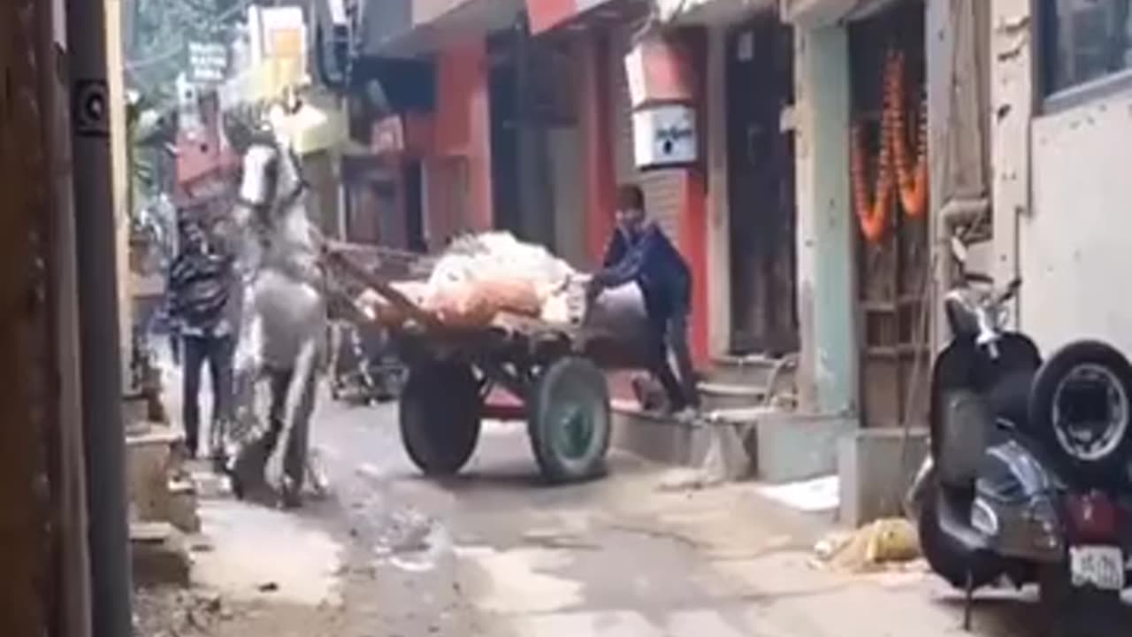 Pitbull attack horse in Public Must watch😱