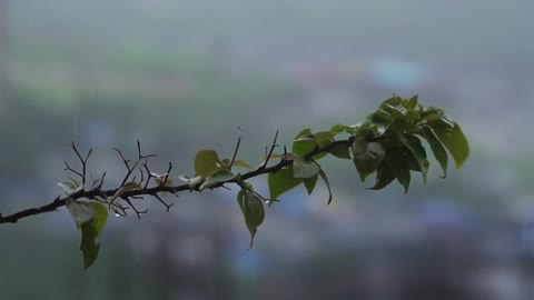 rain and nature