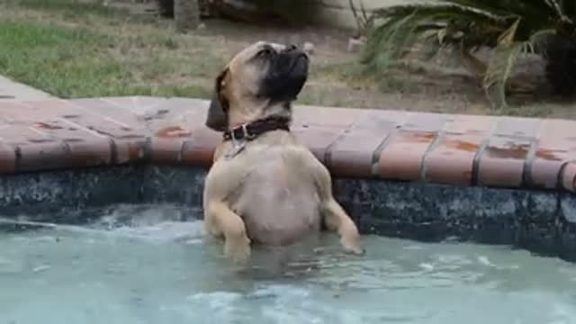 pug the dog reacts in the hot tub is absolutely priceless