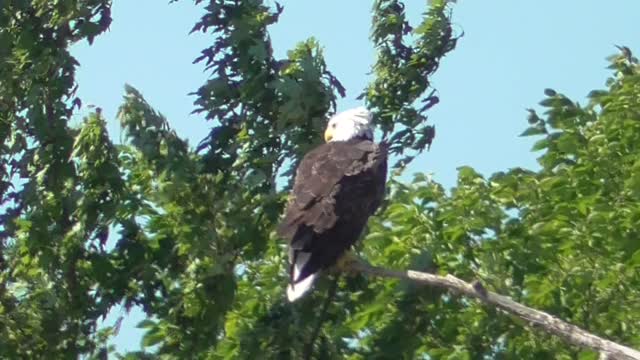 324 Toussaint Wildlife - Oak Harbor Ohio - Eagle On Display