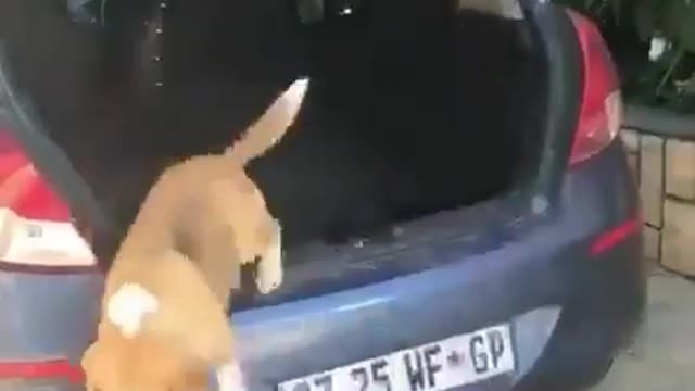 serprise funny dogs