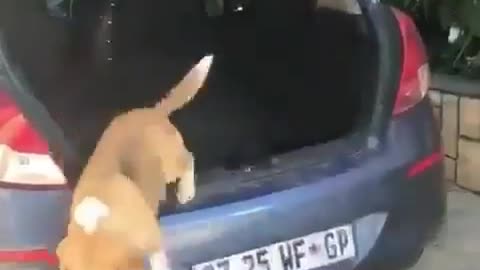 serprise funny dogs