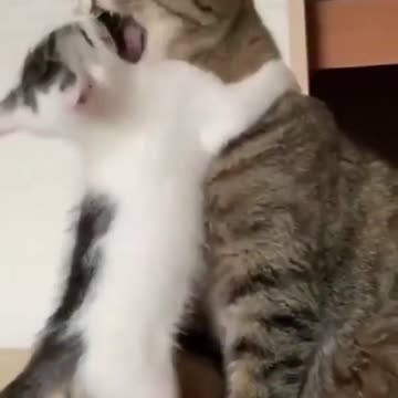 Funny Cat Videos 2022 😂🤣😹🐈