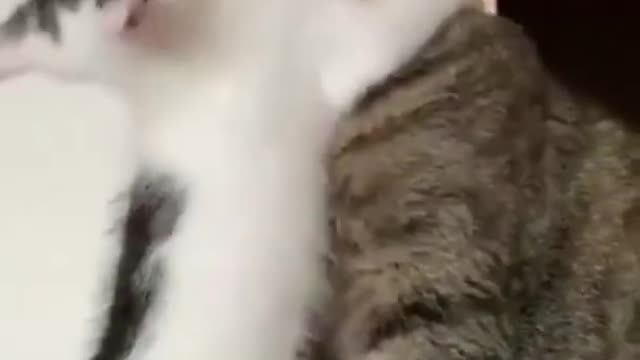 Funny Cat Videos 2022 😂🤣😹🐈