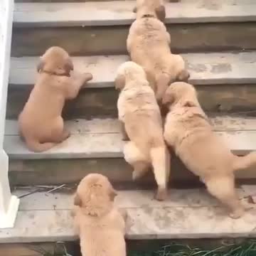 What is the best small dog for a pet? - Top 10 Best Small Dog Breeds