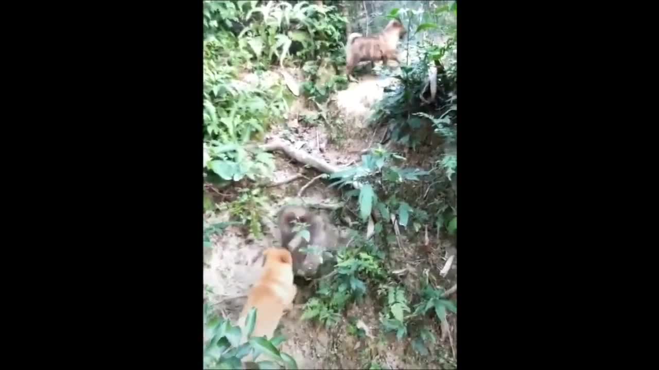 Dog VS Dog Funny 🤺🤜👊🤛🥊