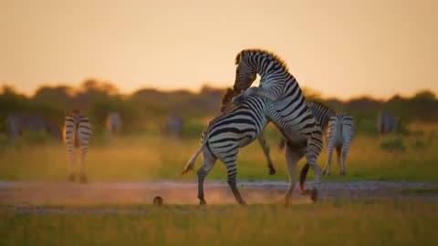 Amazing Wild Botswana Nature and Wildlife