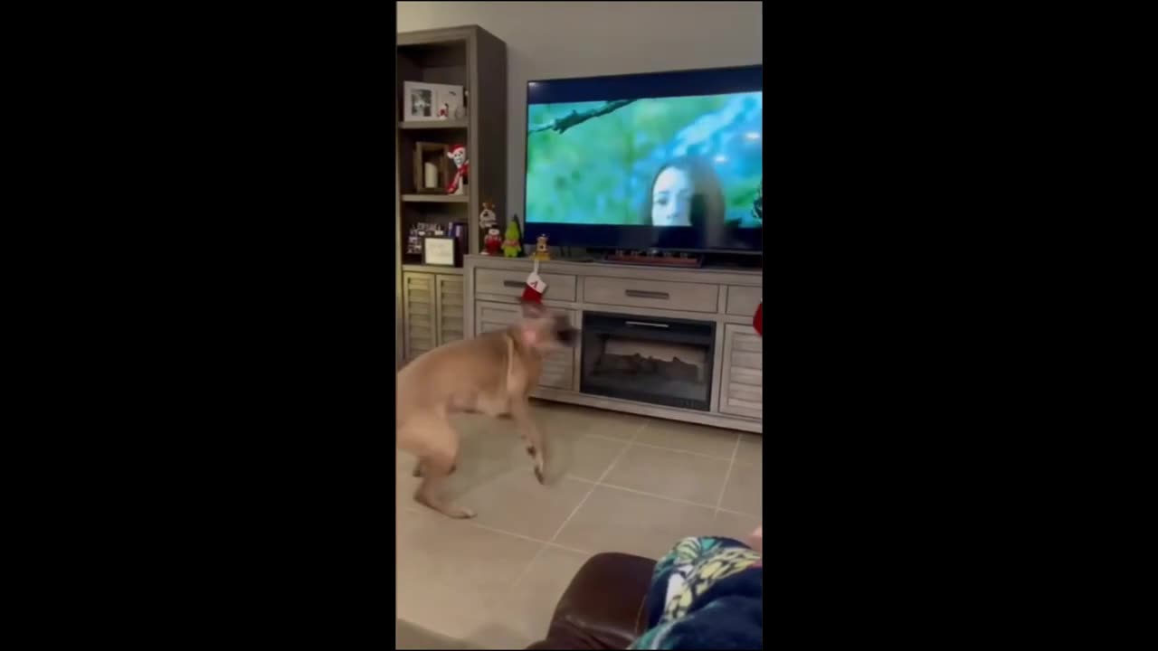 Funny animal video 2024 part 1