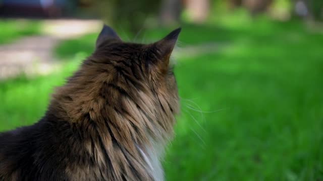 Close up portrait of black tabby Maine Coon cat