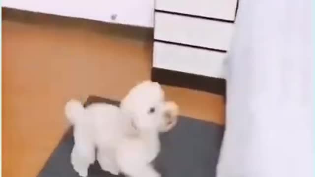 Funniest Cutest Smartest Dogs and Funny Puppy Videos 2021