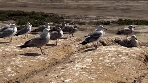 The seagull squad