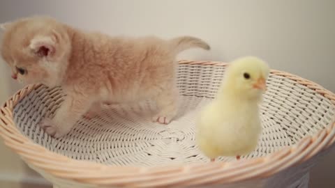 Kittens walk with a tiny chicken