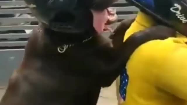 DOG IN BIKE'S BACKSEAT WEARING HELMET IN INDIA...